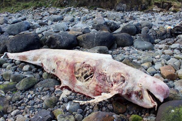 From one extreme to another on Vatersay. The natural beauty of an unspoilt lagoon to nature at its most cruel. So sad