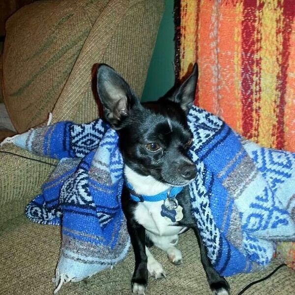 RacyAlli11's tweet photo. Meet Ralphie....the perfect snuggler! http://t.co/wEJqh0ssCw