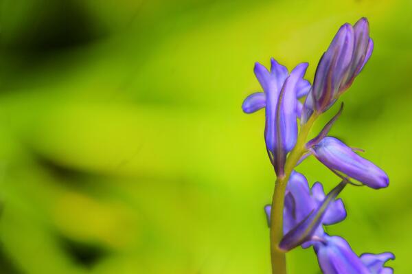Dom_McKenzie's tweet photo. Getting to grips with Macro http://t.co/RNrYkT23pG