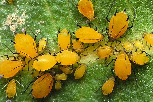 sudipdasin's tweet image. Aphids by lbcurado #Aphidoidea,Aphids,Arthropoda,animal,insect,macro,nature,nikon,Sternorrhyncha