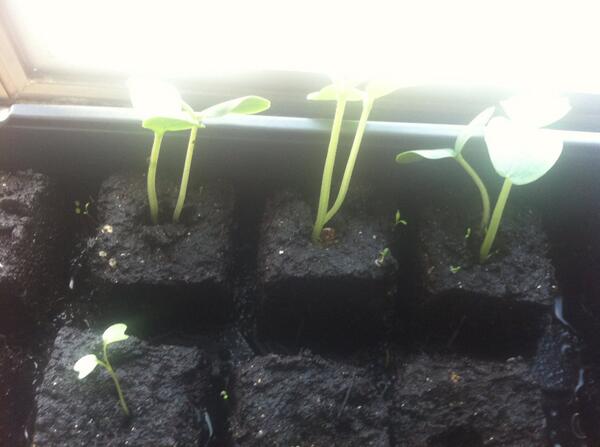 Our seedlings are beginning to sprout!
#urbanag #commgarden