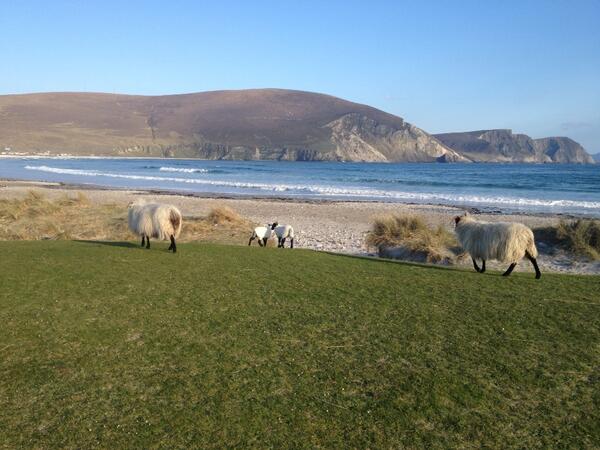 Keel beach again tonight #achill #mayo #ireland @AchillMtnLamb some of your guys here baa