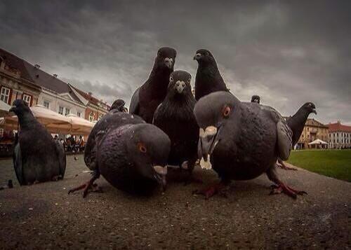 These pigeons look like they're about to release the best hip-hop album of 2014.