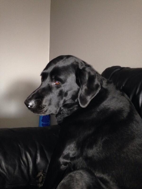 Happy 6th Birthday Molly!!😃