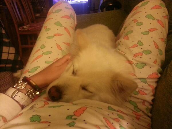 albambs's tweet photo. Me encanta que se duerma conmigo ♥ #laamo #molamipijama #losé http://t.co/Dg9BPH3s50