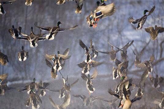 SDG_Calls's tweet photo. RT if you have a case of #DuckDepression http://t.co/nlIohjHhaJ