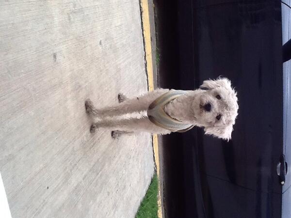 Negra_start's tweet photo. "@M_IsabelRG: Perrito busca casa o a su familia, se ve perdido .está en lomas de la Hcda, Atizapan de Zaragoza esta http://t.co/WiXXltotVW"