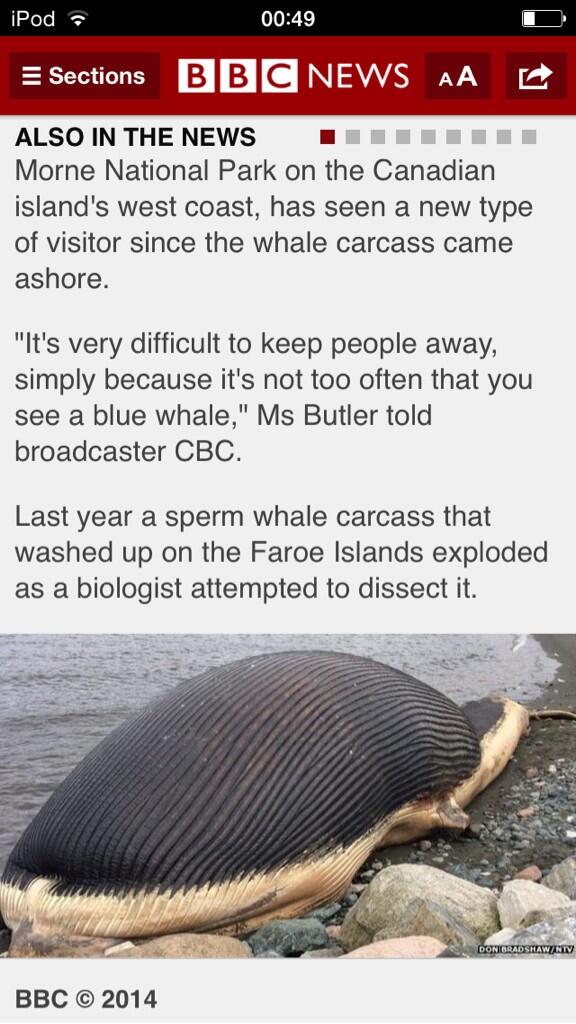 teeniestemu's tweet image. HA! I feel sorry for the biologist. Imagine trying to get decomposing whale smell out of your hair! #explodingwhale