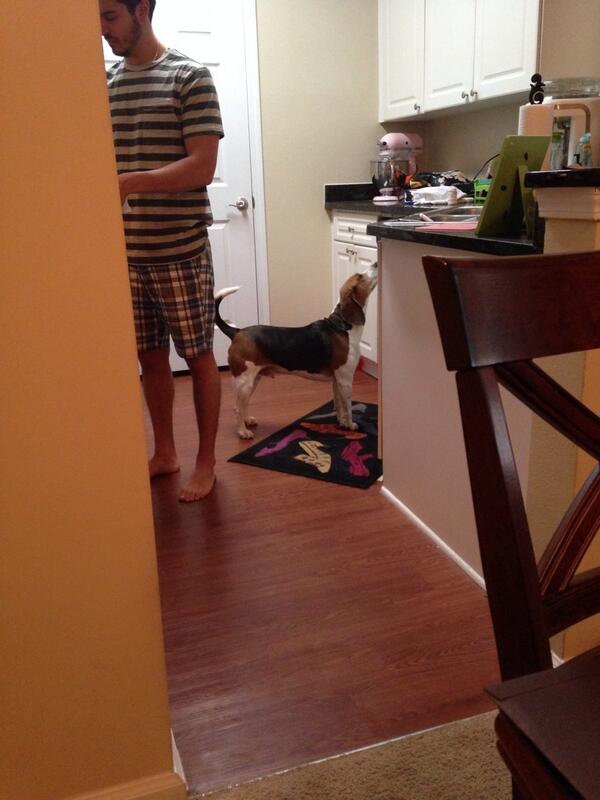 *sniff sniff* bacon????