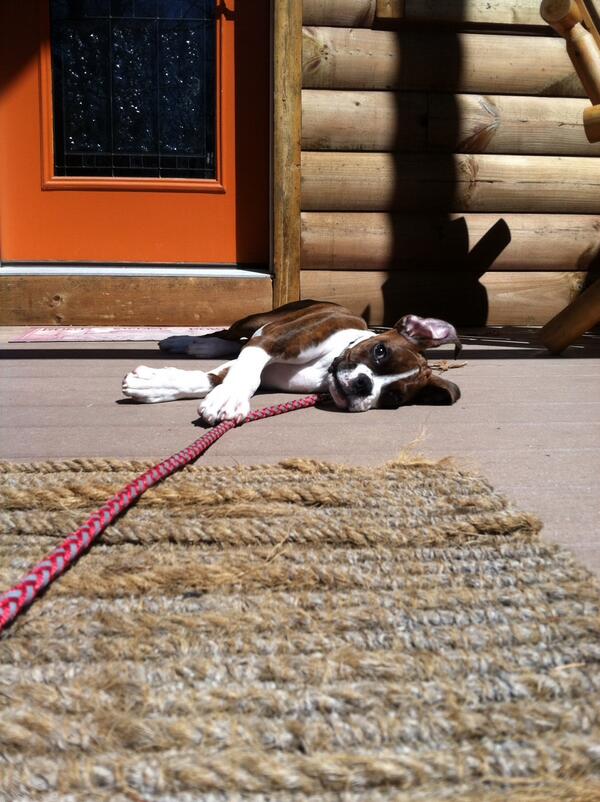 sandypawsri's tweet image. Opie:  "You go for a walk.  I'm gonna hang out right here on my sunny porch."  #boxers #sandypaws #dogwalkerproblems