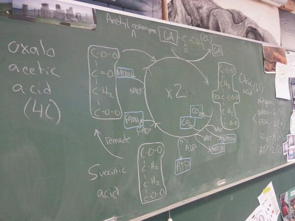 MrP_Bio's tweet image. #bio30 Kreb's cycle - "Thanks Hans!" #chalkrules
