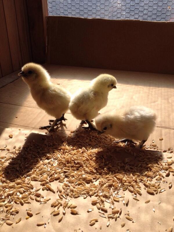 烏骨鶏のヒナちゃん達。ぴよぴよ言っとる♪