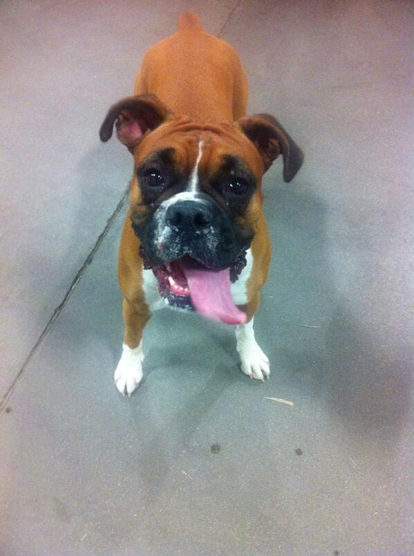 TyraThePup's tweet photo. Yes???? http://t.co/cbbGa2hE7b