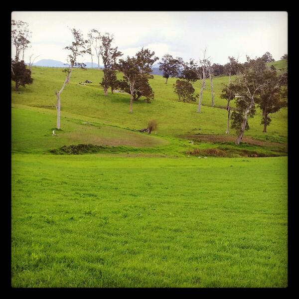 progressivetom's tweet image. It's great to see that daffy duck and his mates also approve of our seed selection this autumn!  #grrrrr