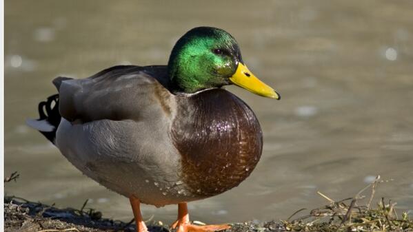 weather_mobile's tweet photo. “@WeatherMobile: Someone tell @weather_mobile that I'm the real mobile weather, that account is a duck.this is a duck http://t.co/yZd8OiBsdm