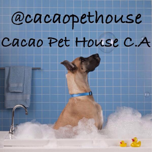 cacaopethouse's tweet photo. ¡Síguenos en todas nuestras redes sociales!.. Instagram: @cacaopethouse y Facebook: Cacao Pet House c.a http://t.co/gdnEbkhuyU