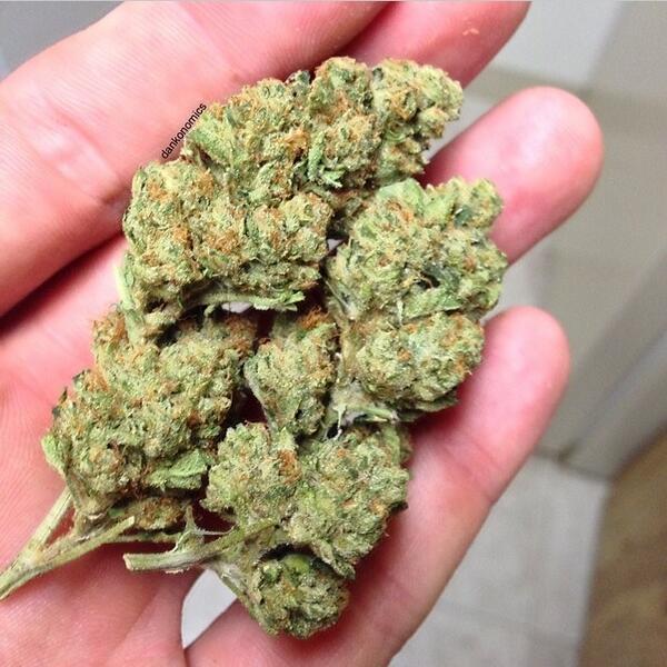 themdankies's tweet photo. #latepost #DrugFamily  @Drug_porn http://t.co/GVuP4ke7kY
