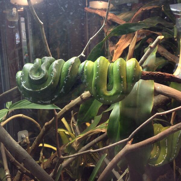 k_s324's tweet photo. #zoo #elephant #flamingos #snakes http://t.co/01xhZdkTJK