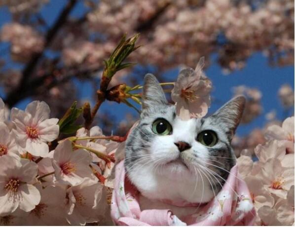 bowiehoneybaby tweet picture