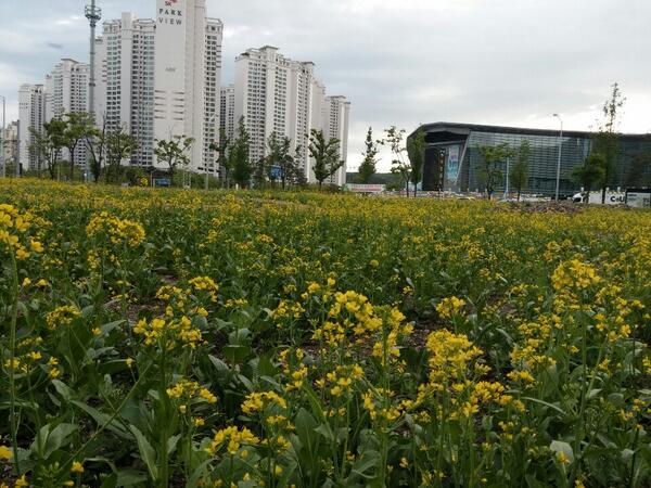 muaring's tweet photo. @seongnamcity 그동안 불법경작지로 몸살을 앓던 수내동 잡월드 맞은편 백현유원지가 유채꽃밭이 되었어요~ 가을에는 코스모스 밭이 될 예정이니 많이들 구경오세요~ http://t.co/tBBL5D8Cpc