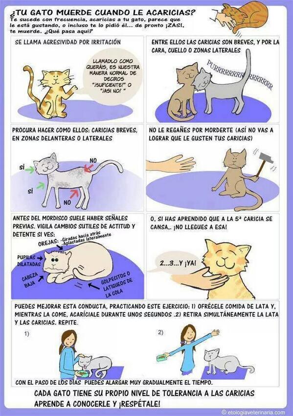 ZarpaProtecAnim's tweet image. ¿Tu gato muerde cuando lo acaricias? Aquí la explicación y algunas recomendaciones!!