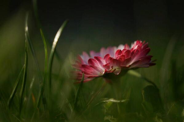 Gabriele_Corno's tweet photo. Spring by P_Laura #armony #nature  #CGE #flowers http://t.co/PgJekkeikZ