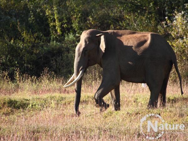 Akula_H's tweet photo. A #trek in #nature - my experience in Western ghats-more photos &amp; info - my #blog at http://t.co/1VIM6qIsqc #travel http://t.co/vtAkbkSwSe