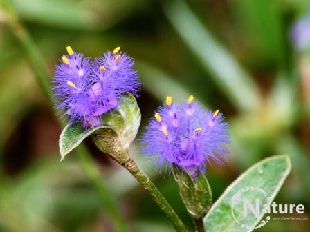 Akula_H's tweet photo. Wandering Dew-Grass (Cynotis Vaga) photo in India
#photography #flowers #flowerpower  #wildflowerlove #nature http://t.co/X3QYfHRSgU