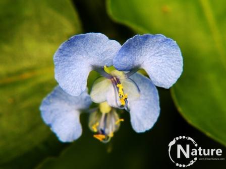 Akula_H's tweet photo. Commelina-Asiatic Day Flower-after the rains http://t.co/1VIM6qIsqc #flowers #flowerpower #nature #photography http://t.co/Zh6ncdSVEK