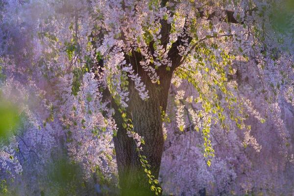 Gabriele_Corno's tweet image. Breeze of Spring by Shihya Kowatari #nature #CGE #flowers #zen #armony