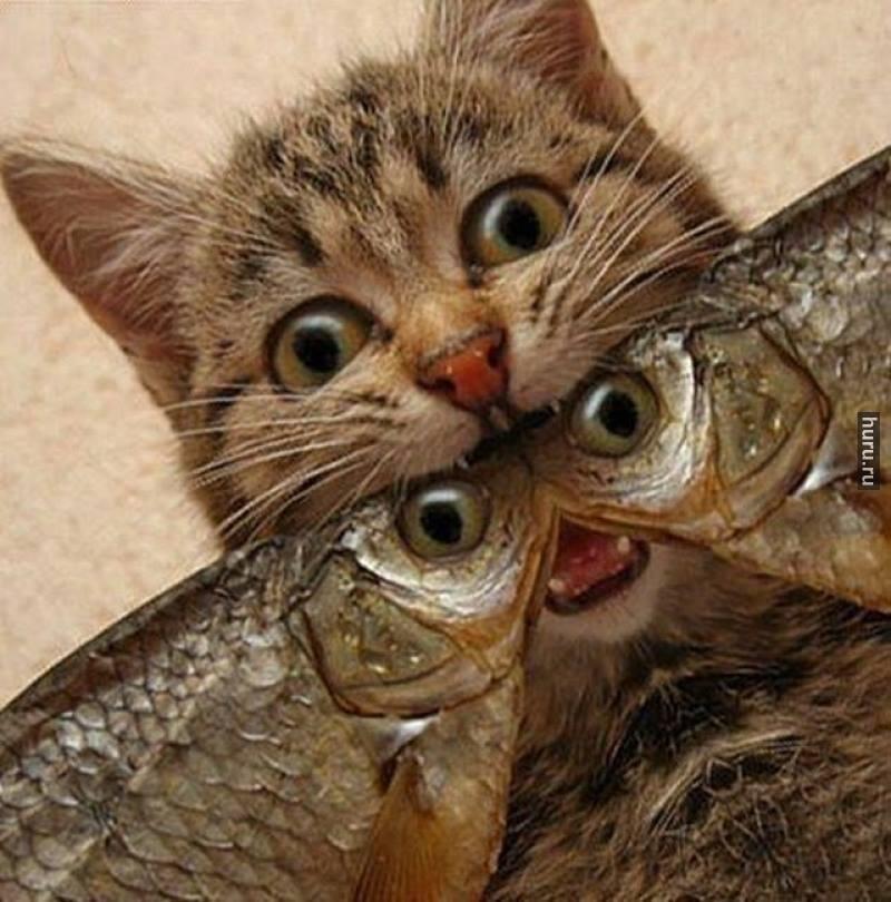 Смешные коты с рыбой картинки, словом