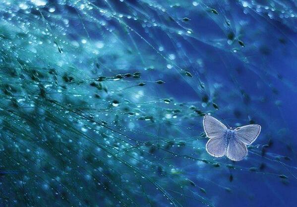 Gabriele_Corno's tweet photo. Dreamer by Jacek Ożóg #nature #armony #CGE #Zen #spring #butterfly http://t.co/0fisz1GkmD