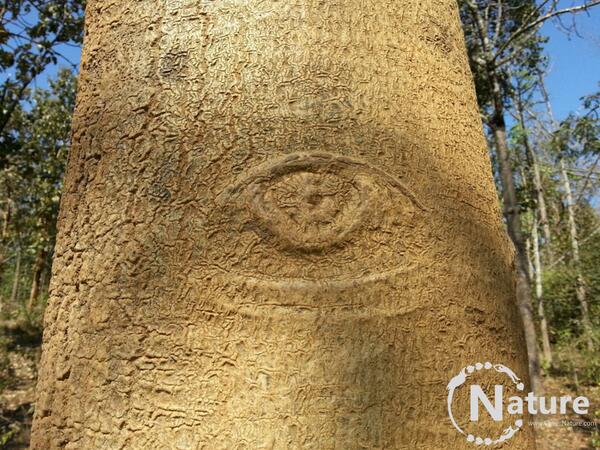Akula_H's tweet photo. "#trees that watch us" is a #blog about #trek in Western Ghats, do visit http://t.co/1VIM6qIsqc @TreeHugger #nature http://t.co/ETgwPQ4Drg