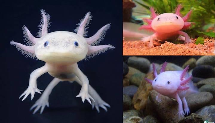 Did You Know Axolotl Also Known As Mexican Salamander Or A Mexican Walking Fish Http T Co 5poem2wghz Http T Co 3zn3u46pkr Twitter