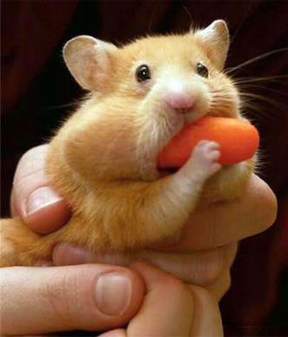 When you're so hungry and you turn into this guy!