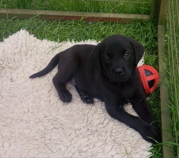 RyanSeacrest's tweet image. Here she is... my new puppy Georgia!!