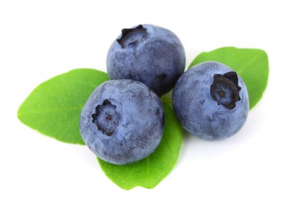 FreedomBrink's tweet photo. Growing and Cloning Blueberries 101 - Part 1 by Rob Kaiser - http://t.co/LtD9uMSCMK http://t.co/vAkOwm2rbe