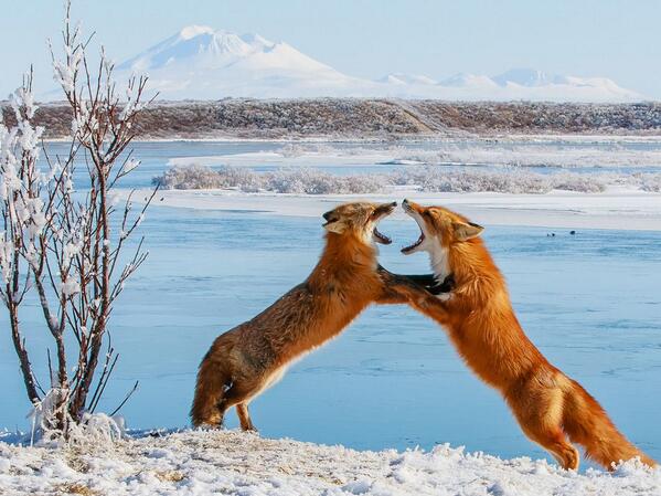 National Geographic tweet media