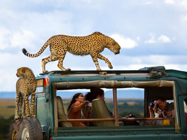 National Geographic tweet media