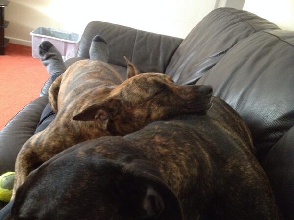 Brindleboys's tweet photo. Billy loves Blake @IslayDog http://t.co/Dkk8kX1XT6