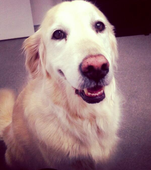 LeeDonovan92's tweet image. @cesarmillan Daddy is our generations Lassie, and Rin Tin Tin. #pitbullpower I recently lost my daddy. RIP #legends