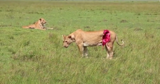 Real_Videos's tweet photo. This Lioness, Mother of Three, is Saved from Her Deadly Wound. The End Is  Awesome. http://t.co/HdDTIrTuul http://t.co/fSTiJnxnrM