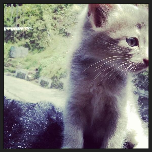 Suff_xoxo's tweet photo. New member in oue family Super cute :) http://t.co/ZoLhMdqwuV
