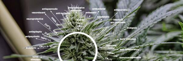 drmikehart's tweet image. There is no pharmaceutical with as many beneficial properties as marijuana. Check out the info-graphic. @joerogan