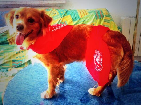 carmenanson's tweet photo. Mi balu ya esta preparado para las fiestas! Vamoos que empezamoos! @chavel254 http://t.co/HL3kD63moB