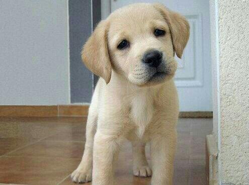 RedCuriosidades's tweet photo. Este es TOBBY😍🐶 http://t.co/74Vs9mrWyT