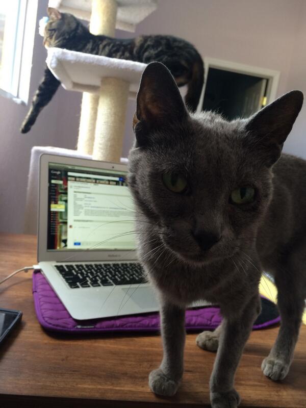 ChicagoDomme's tweet image. Clearly I am getting a lot of work done today. #inabind #distractedbythepussy