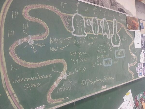 MrP_Bio's tweet image. #bio30  ETC  step 4  34 ATP  #chalkrules