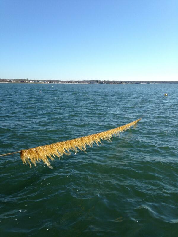 I am just beginning to harvest Sweet baby sugar kelp. Harvested daily at request  Selling for $2oz $30lbs