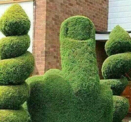 My neighbours are always moaning at me about my hedges.  So I Trimmed them
